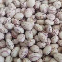 لوبیا چیتی قیمت منصفانه برای عزاداران اباعبدالله