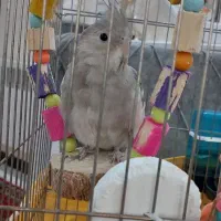 عروس هلندی