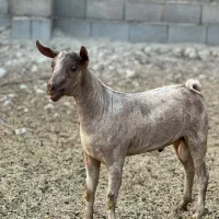 عرب