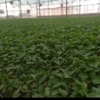 نشا گوجه 2/600تومان
