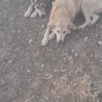 دو راس نگهبان باغ