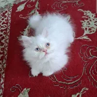 گربه پرشین