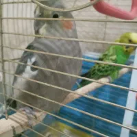مرغ عشق پروانه ای وعروس هلندی