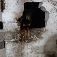 سگ گرگی