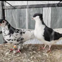 جفت ساده و افشون
