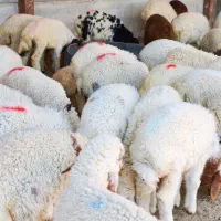 32 عدد بره نر و ماده درجه یک