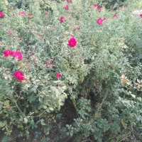 نهال گل محمدی