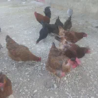 مرغ فروش