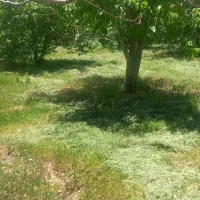 سبزه پرخاصیت