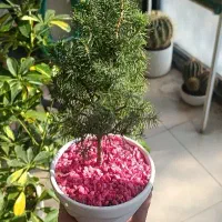 گلخانه اراز گل مرکز تخصصی گل وگیاه