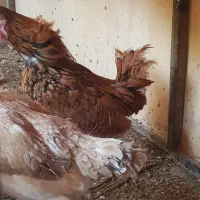 خروس سبرایت