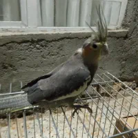 یک جفت عروس هلندی