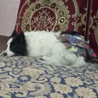 سگ خانگی