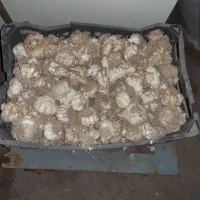 سیر شاباد