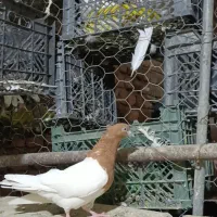 ماده کله زرد