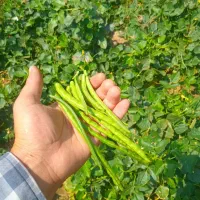 پارس آباد فلکه ترمینال