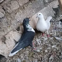جفت نروماده پرشی نرکلاغی دم سفید