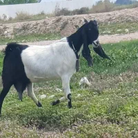 بز افغانی اصل ابستن