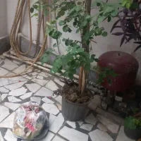 گل محمدی