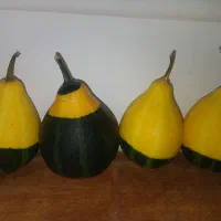 کدو تزئینی....