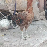 خروس لاری ومرغ