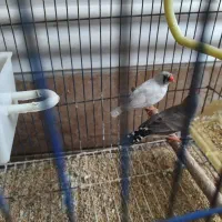 فنچ|پرنده|بندر کنگان, |دیوار
