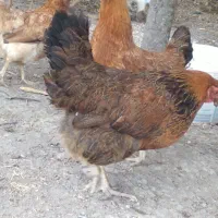 مرغ|حیوانات مزرعه|اردبیل, |دیوار