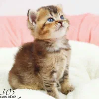 مجموعه میوشاپ بچه گربه