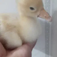 جوجه قوقاز سفید