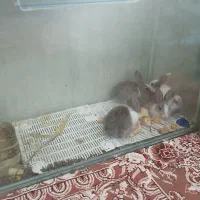 بچه خرگوش کوچولو