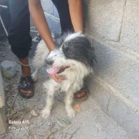 سگ پاکوتاه روباهی