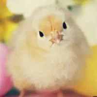 جوجه بلدرچین و جوجه مرغ