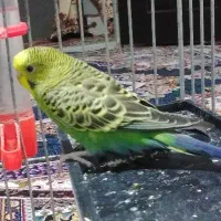مرغ عشق باقفس