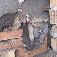 6عدد مرغ شاخ دار بالغ