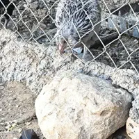 جوجه ریشی پاپر 7ماهه