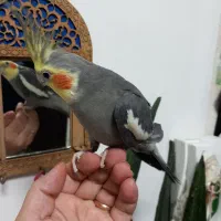 طوطی نر اوازخوان