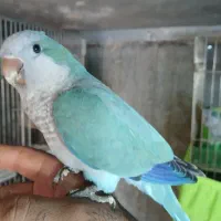 راهب تراکویس نر