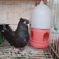 کبوتر