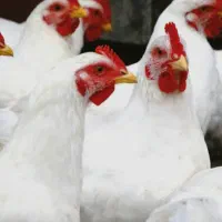فروش مرغ گوشتی غاز واردک