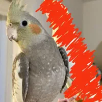 عروس ماده سیامون گمشده محدوده داور