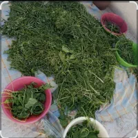 خرد کردن سبزی،هویج،لوبیا
