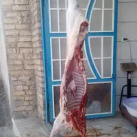 گوشت بزغاله