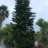 کاج مطبق