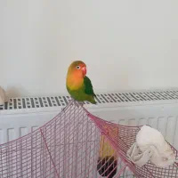 طوطی برزیلی فیشر ۵ ماهه