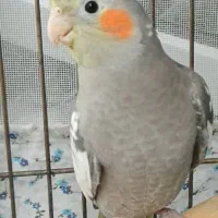جوجه عروس هلندی
