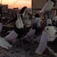 رنگی طوقی ساده پشتی سرخ کاکولی بزک سیاه کاکول