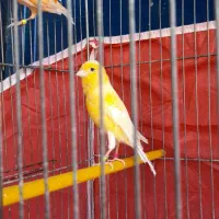 ۴تا قناری ماده عتیقه ذات قدیم