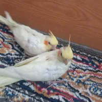 عروس هلندی