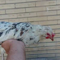 مرغ گلین تخم گذار