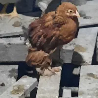 جوجه خروس امپراطور